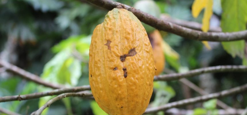 Com o projeto “Na’kau – Em busca da sustentabilidade através de relações éticas, conservação da floresta e a valorização de produtos e pessoas amazônicas”, fomentado pelo Programa Inova Amazônia – Módulo Tração, edital Nº 001/2023, com o apoio do Governo do Amazonas, por meio da Fundação de Amparo à Pesquisa do Estado do Amazonas (Fapeam), e em parceria com o Serviço Brasileiro de Apoio às Micro e Pequenas Empresas (Sebrae), o empreendimento tem como propósito colocar em prática ações de impacto socioambiental que sejam positivas para o desenvolvimento sustentável da Amazônia.