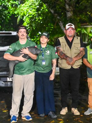 O Instituto de Proteção Ambiental do Amazonas (Ipaam) e a Secretaria Municipal de Meio Ambiente e Turismo (Semadetur) de Nova Olinda do Norte transportaram, na manhã desta segunda-feira (24), um filhote de peixe-boi para acolhimento no Instituto Nacional de Pesquisas da Amazônia (Inpa), por meio da Associação Amigos do Peixe-boi (Ampa), na zona sul de Manaus.