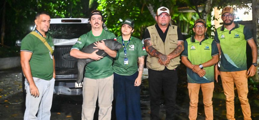 O Instituto de Proteção Ambiental do Amazonas (Ipaam) e a Secretaria Municipal de Meio Ambiente e Turismo (Semadetur) de Nova Olinda do Norte transportaram, na manhã desta segunda-feira (24), um filhote de peixe-boi para acolhimento no Instituto Nacional de Pesquisas da Amazônia (Inpa), por meio da Associação Amigos do Peixe-boi (Ampa), na zona sul de Manaus.