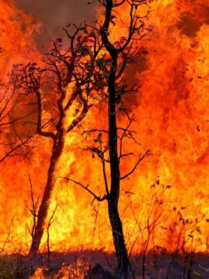 Com objetivo de prevenir, enfrentar e mitigar os impactos de incêndios florestais criminosos, o Ministério Público do Estado do Amazonas (MPAM) instaurou procedimento administrativo para implementar medidas preventivas e repressivas contra queimadas e desmatamento nos municípios de Nova Olinda do Norte e Careiro da Várzea. As diligências foram determinadas pela promotora Tainá dos Santos Madela, responsável pelas duas comarcas.