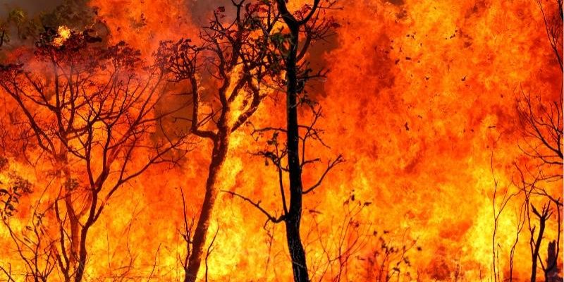 Com objetivo de prevenir, enfrentar e mitigar os impactos de incêndios florestais criminosos, o Ministério Público do Estado do Amazonas (MPAM) instaurou procedimento administrativo para implementar medidas preventivas e repressivas contra queimadas e desmatamento nos municípios de Nova Olinda do Norte e Careiro da Várzea. As diligências foram determinadas pela promotora Tainá dos Santos Madela, responsável pelas duas comarcas.